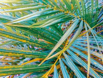 Full frame shot of palm tree