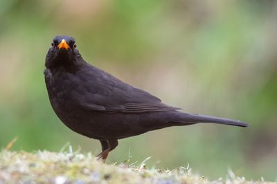 Close-up of bird perching on plant