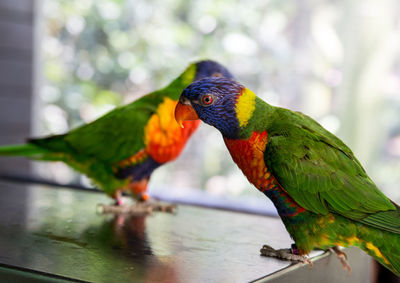 Rainbow lorikeets perching on table