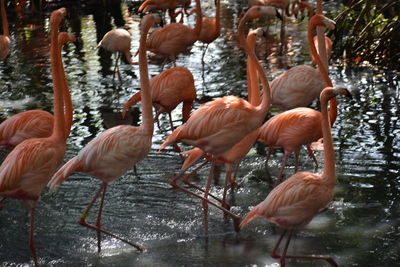 Flock of birds in lake