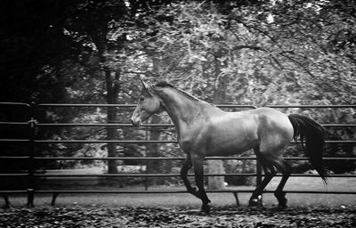 Horse in pasture