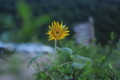 Close-up of yellow flowering plant