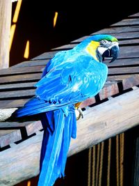 Close-up of blue parrot perching on wood