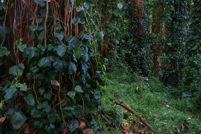 Plants growing in forest