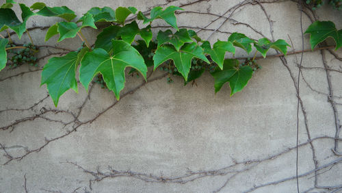 Close-up of ivy growing on wall