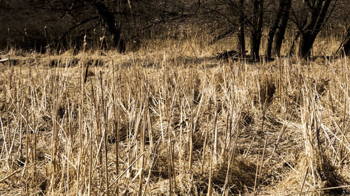 View of bare trees on field