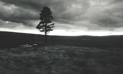 Trees on field against cloudy sky