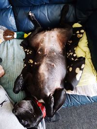 High angle portrait of dog relaxing on floor