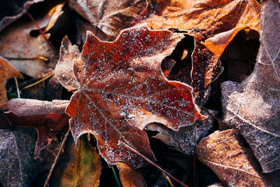 Close-up of dry autumn leaves
