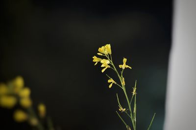 Close-up of plant