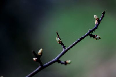 Close-up of blossom on branch