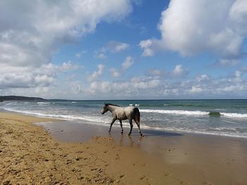 View of a horse on beach