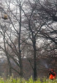 Bare trees on field in forest