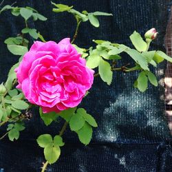 Close-up of pink rose blooming outdoors