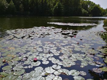 Water drops on leaves floating on lake
