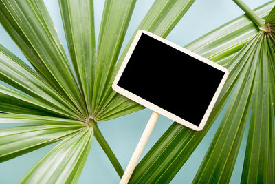 Close-up of placard and palm leaves against green background