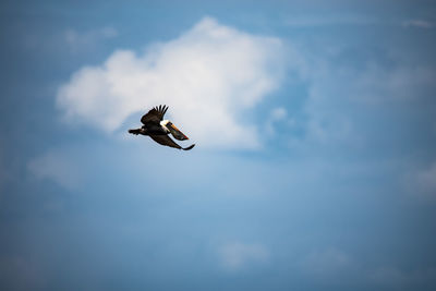 Low angle view of pelican flying in blue sky