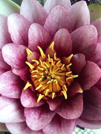 Close-up of pink flower