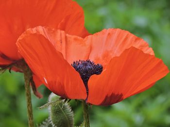 Close-up of red flower