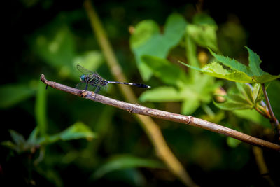 Close-up of insect on plant