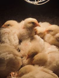 Close-up of baby chicks