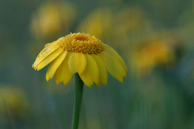 Close-up of yellow flowering plant