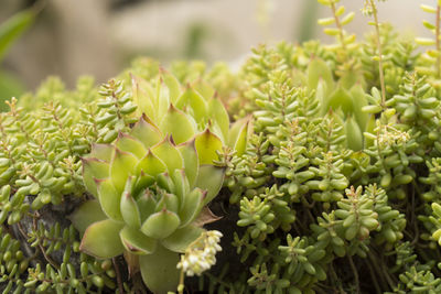 Close-up of succulent plant