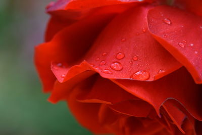 Close-up of wet red rose flower