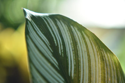 Close-up of wet leaf