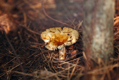Macro of beautiful small red yellow russula mushroom in autumn forest. fungus boletus in wood