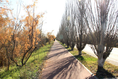 Road amidst trees against sky