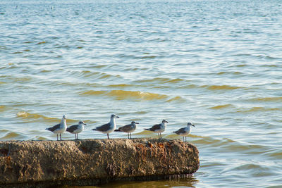 Seagulls perching on lake