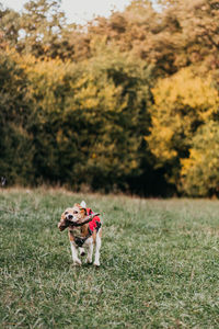 Dogs running on field