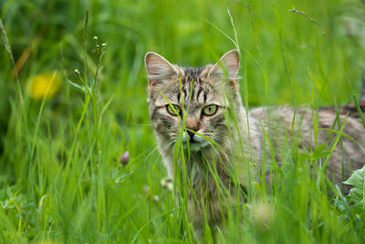 Close-up portrait of a cat