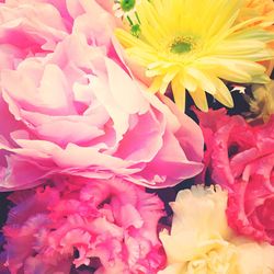 Close-up of pink flower
