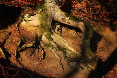 Close-up of tree trunk on field