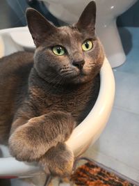 Close-up portrait of a cat