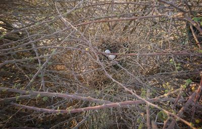 Low angle view of bird perching on tree