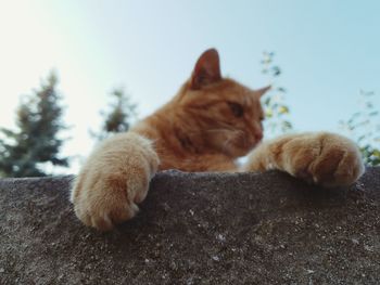 Close-up of a cat lying on retaining wall