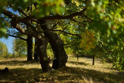 Tree on field in forest