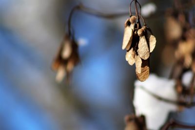 Close-up of wilted plant