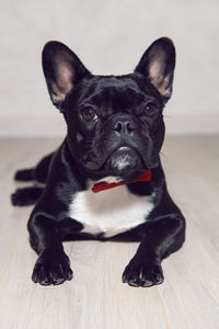 Young dog black french bulldog stands on the floor of a house in a red bow tie against a light wall