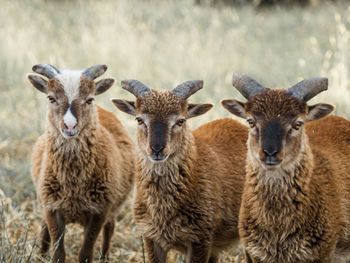 Portrait of three soay lambs 