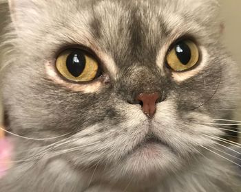 Close-up portrait of cat