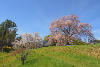 Trees growing on field against sky