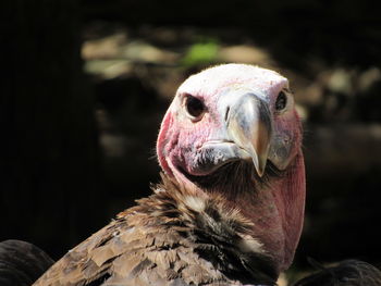 Close-up portrait of owl