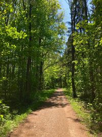 Dirt road amidst trees in forest