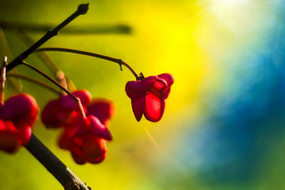 Close-up of red flowers against sky