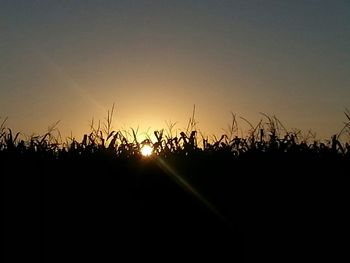 Scenic view of field at sunset