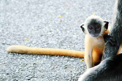 Close-up of monkey